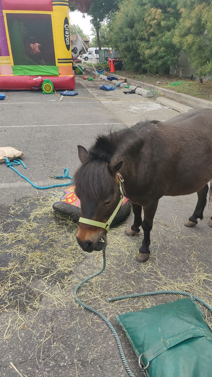 A colorful inflatable set up beside a pony at an outdoor event