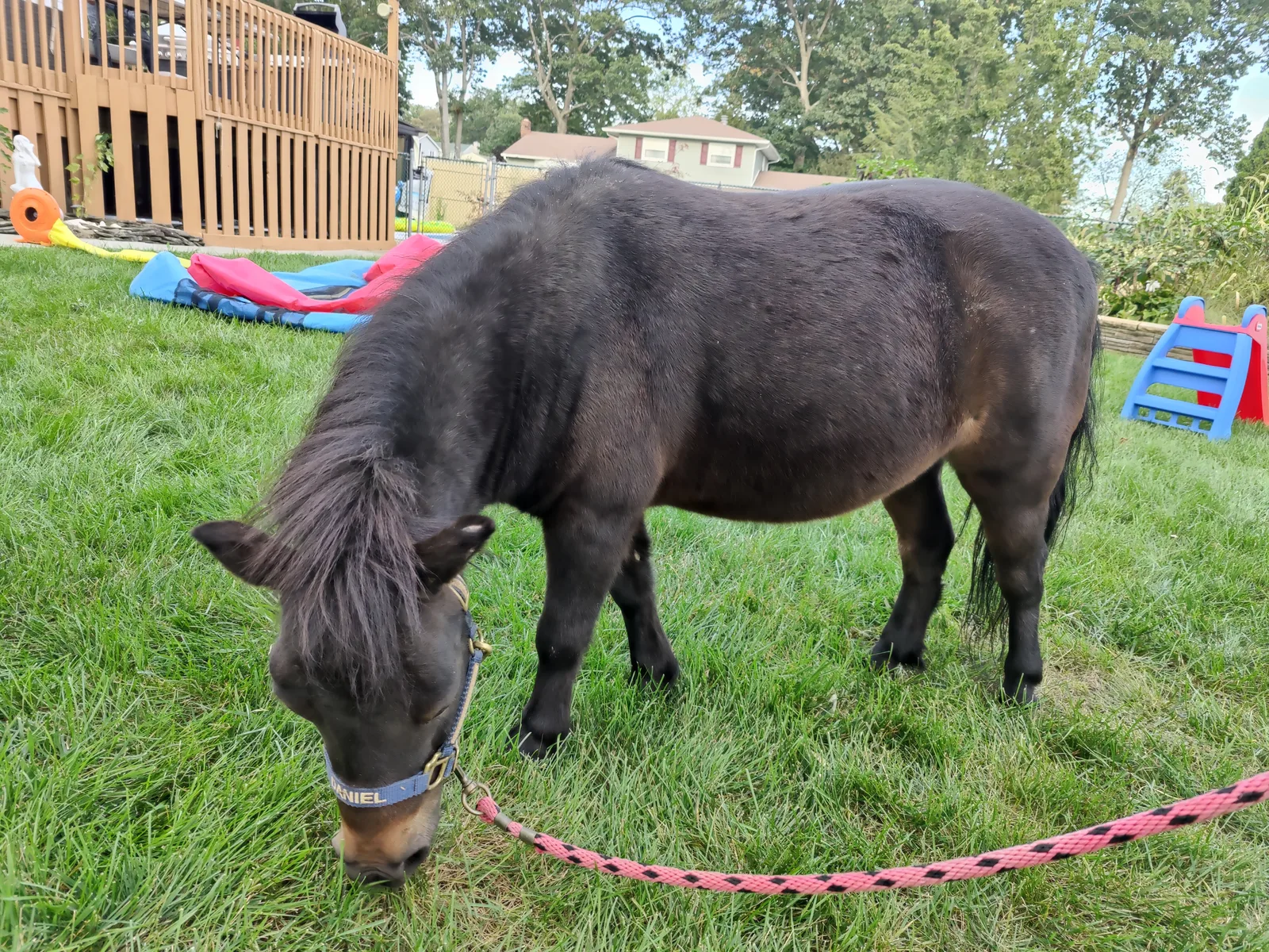 A dark pony grazing on grass with a pink lead rope