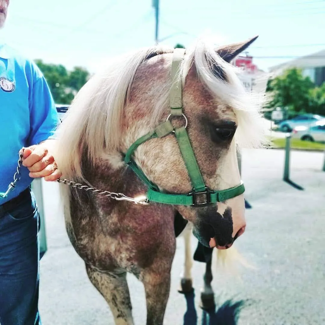 A small pony with a pale mane and green halter beside a handler
