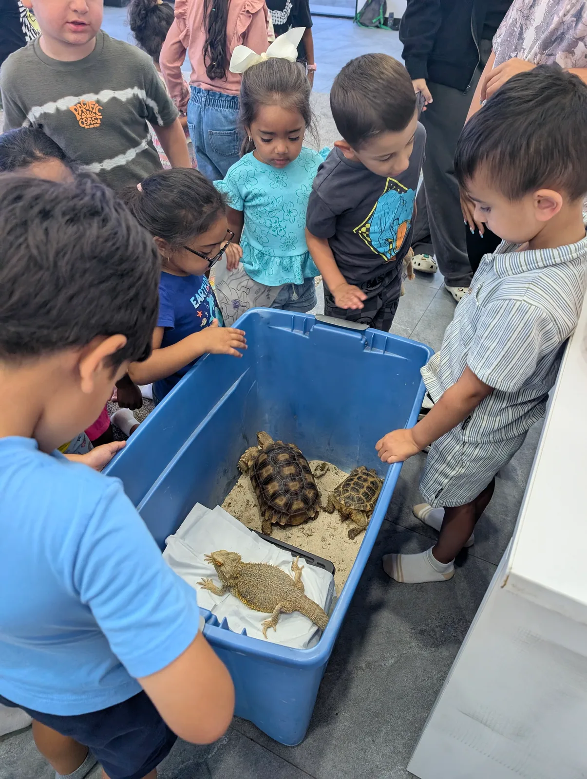 Children watching a tortoise during a guided animal presentation