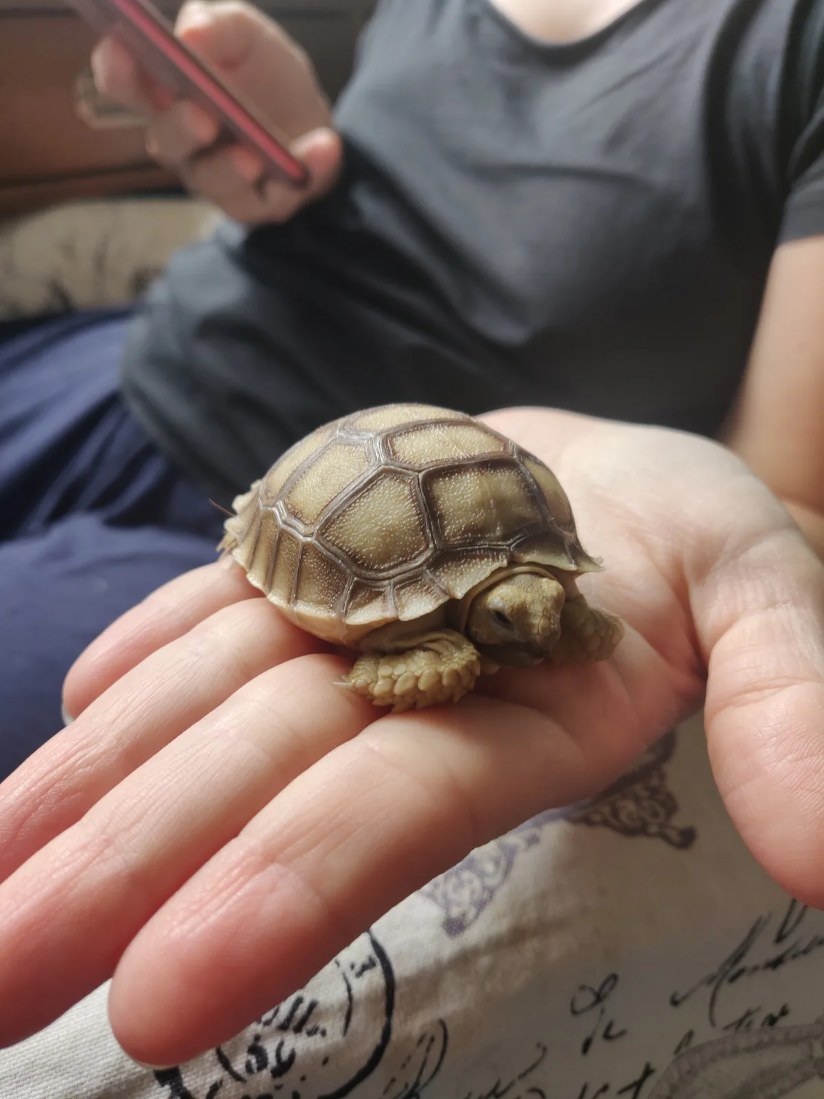 A small tortoise resting in an open hand
