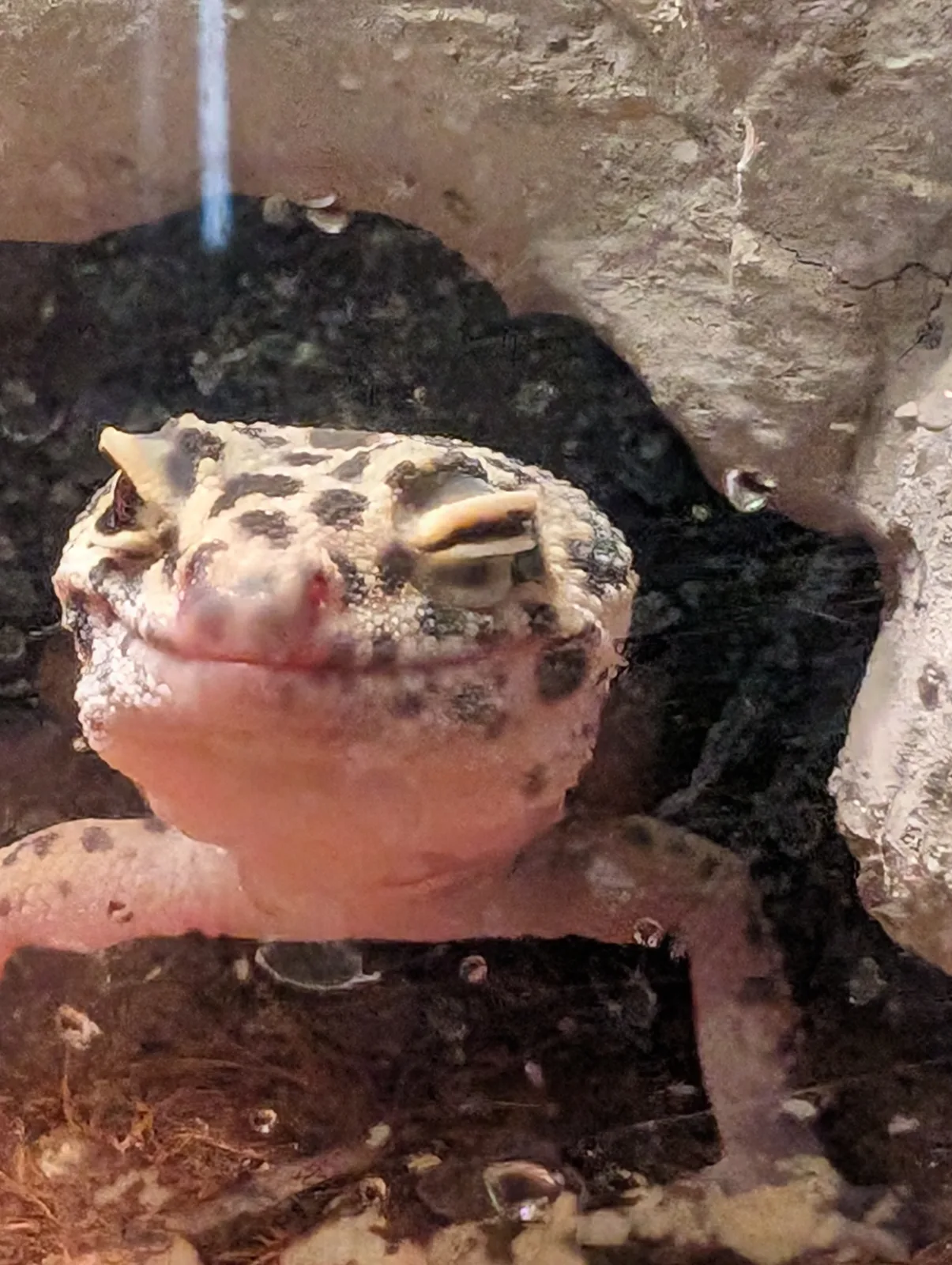 A spotted gecko resting inside its enclosure